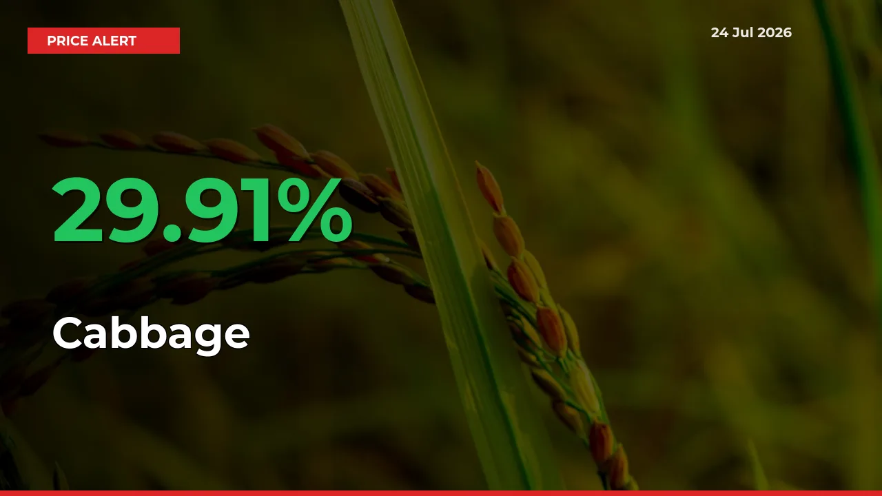 Cabbage Prices Rise 29.91% in a Day at Major Mandis