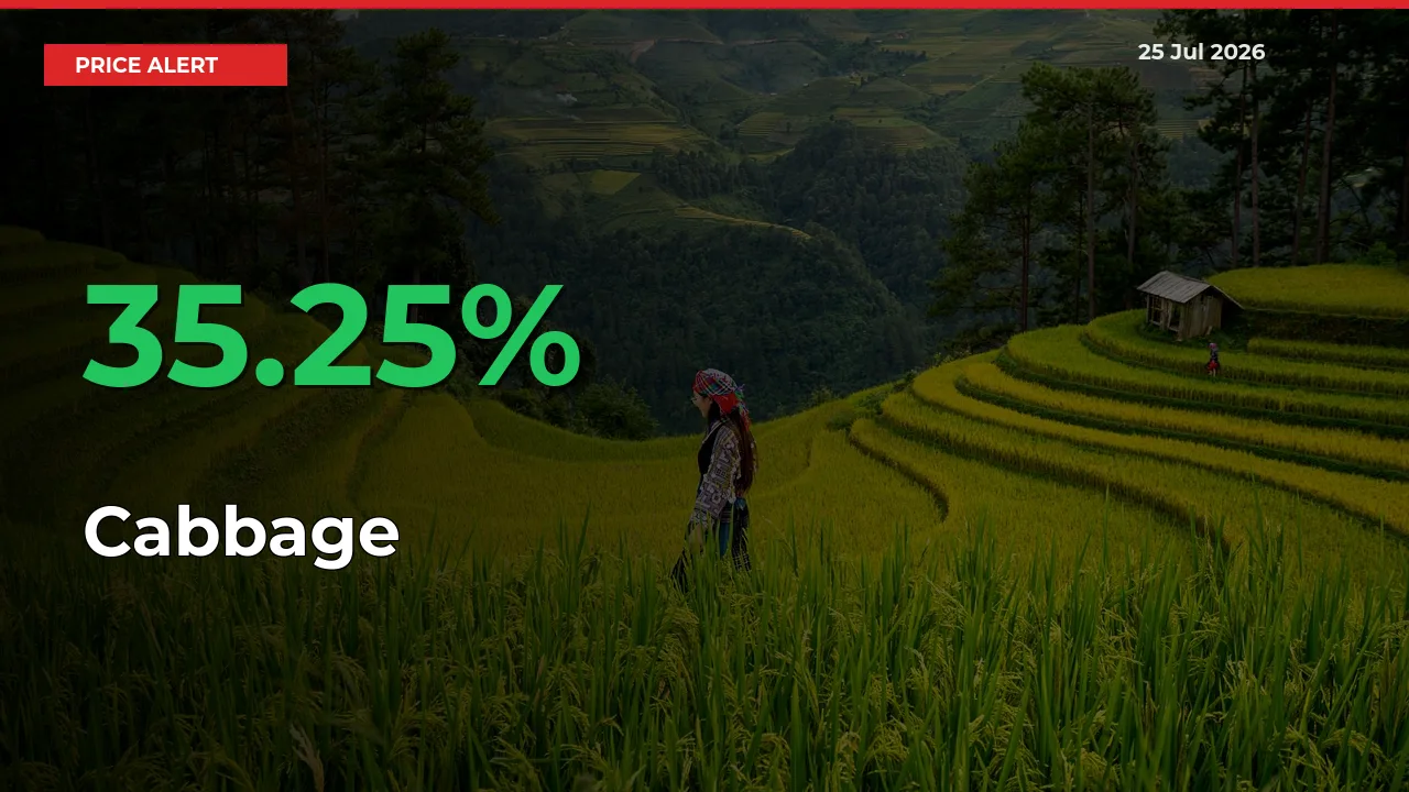 Sudden 35.25% Rally in Cabbage Prices Across Mandis