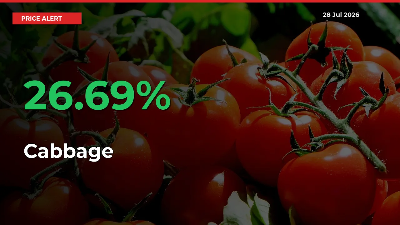 26.69% Spike in Cabbage Prices – Mandi Sees Sudden Rally