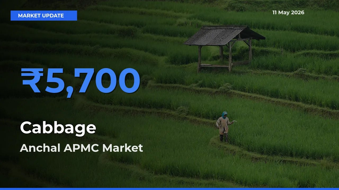 Top Performer! Anchal APMC Offers Best Cabbage Price Today
