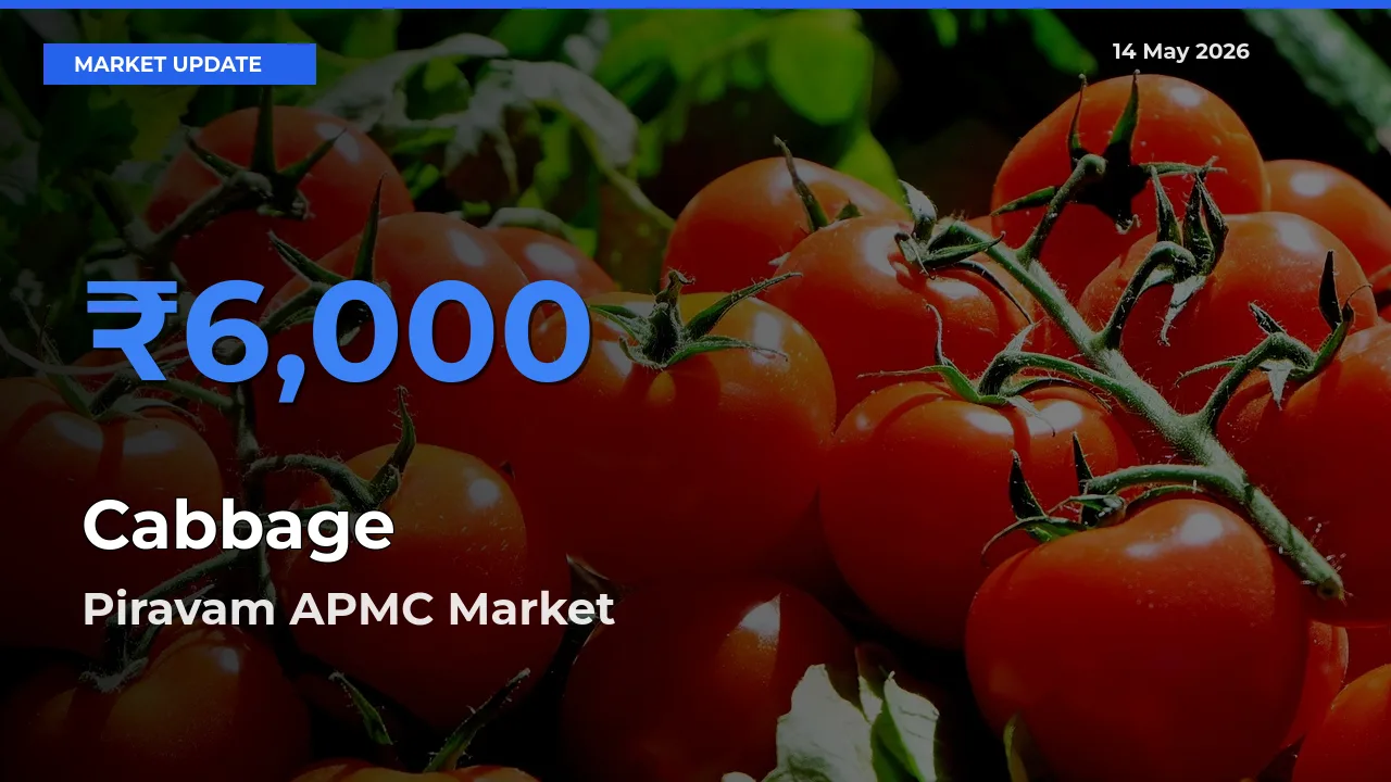 Top Performer! Piravam APMC Offers Best Cabbage Price Today