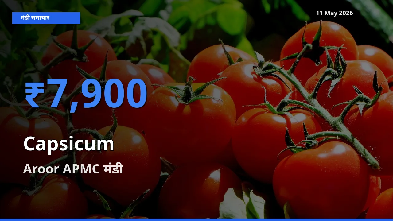 आज शिमला मिर्च के सबसे ऊँचे दाम ₹7,900 Aroor APMC मंडी में
