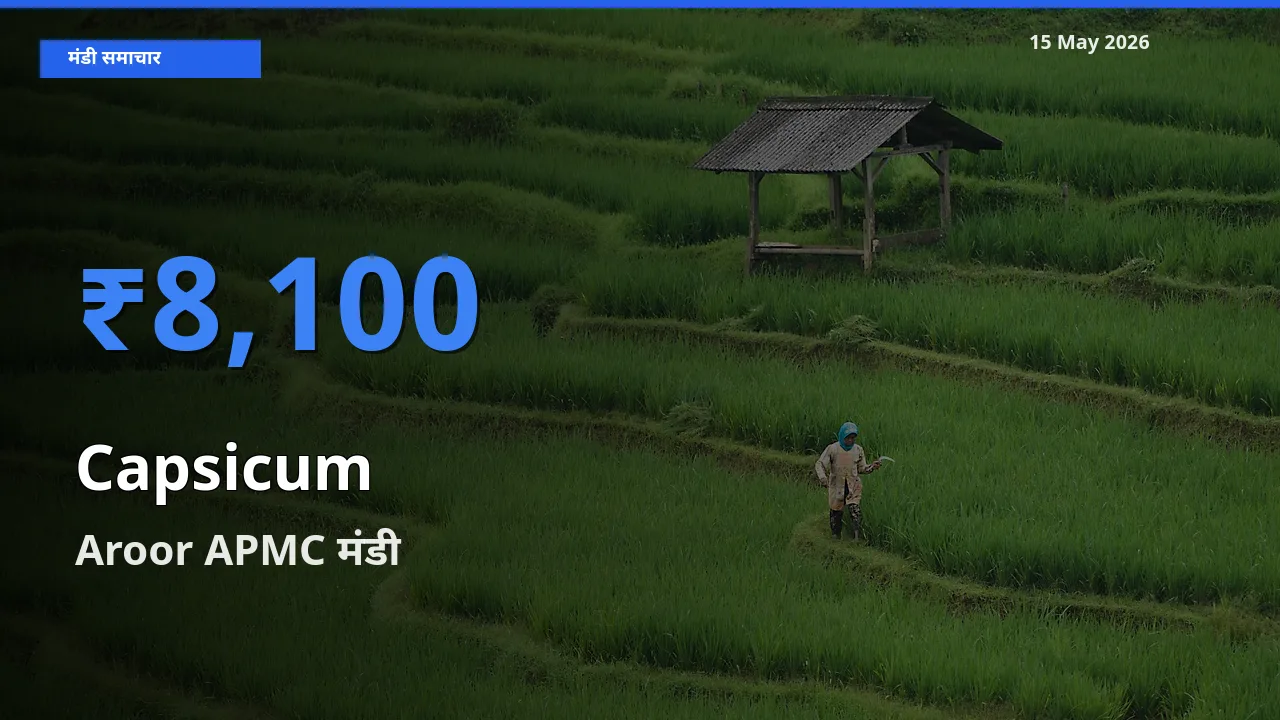 15 May अपडेट: शिमला मिर्च के सबसे ऊँचे दाम Aroor APMC मंडी में