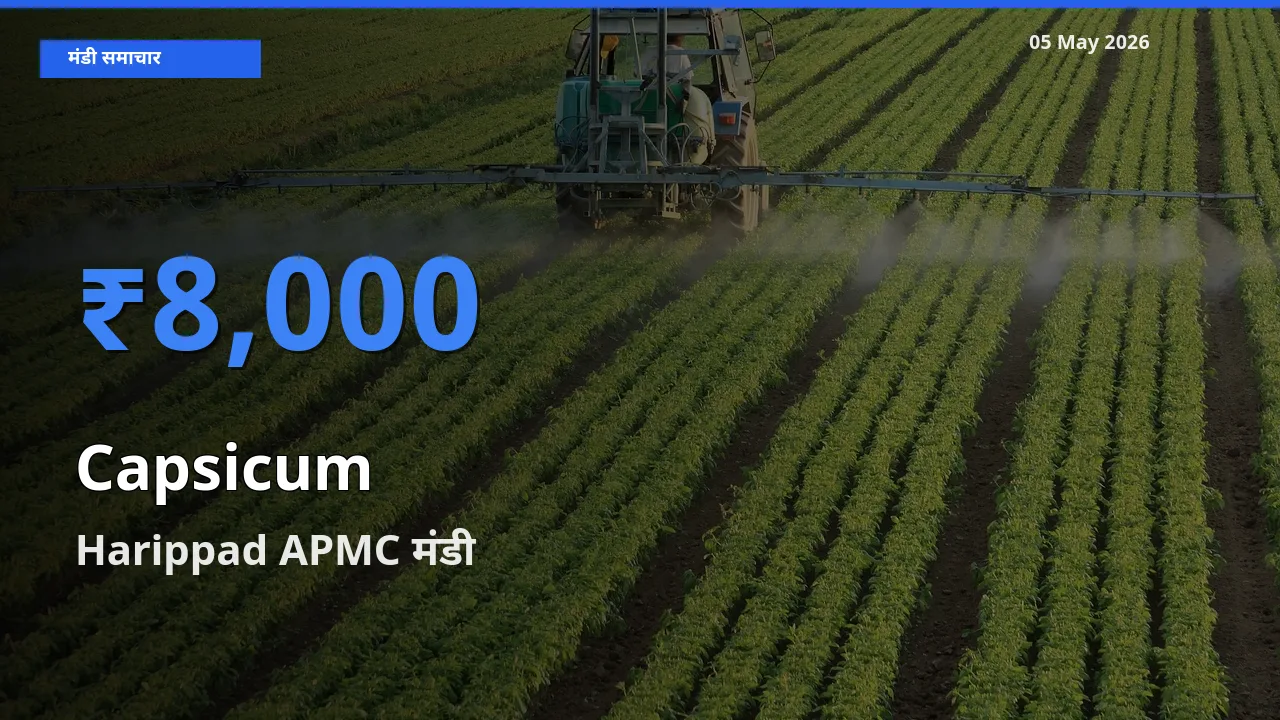आज शिमला मिर्च के सबसे ज़्यादा दाम Harippad APMC मंडी में दर्ज