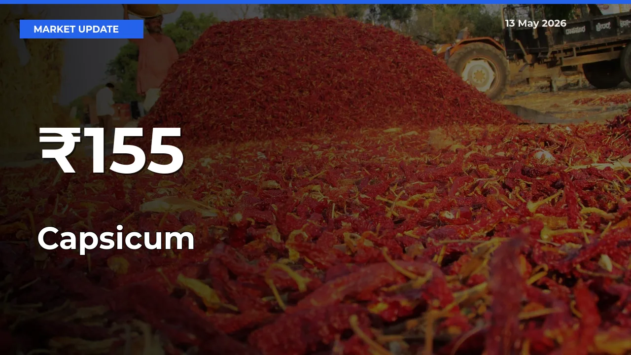 Capsicum Rates Show Broad Movement Across 155+ Mandis