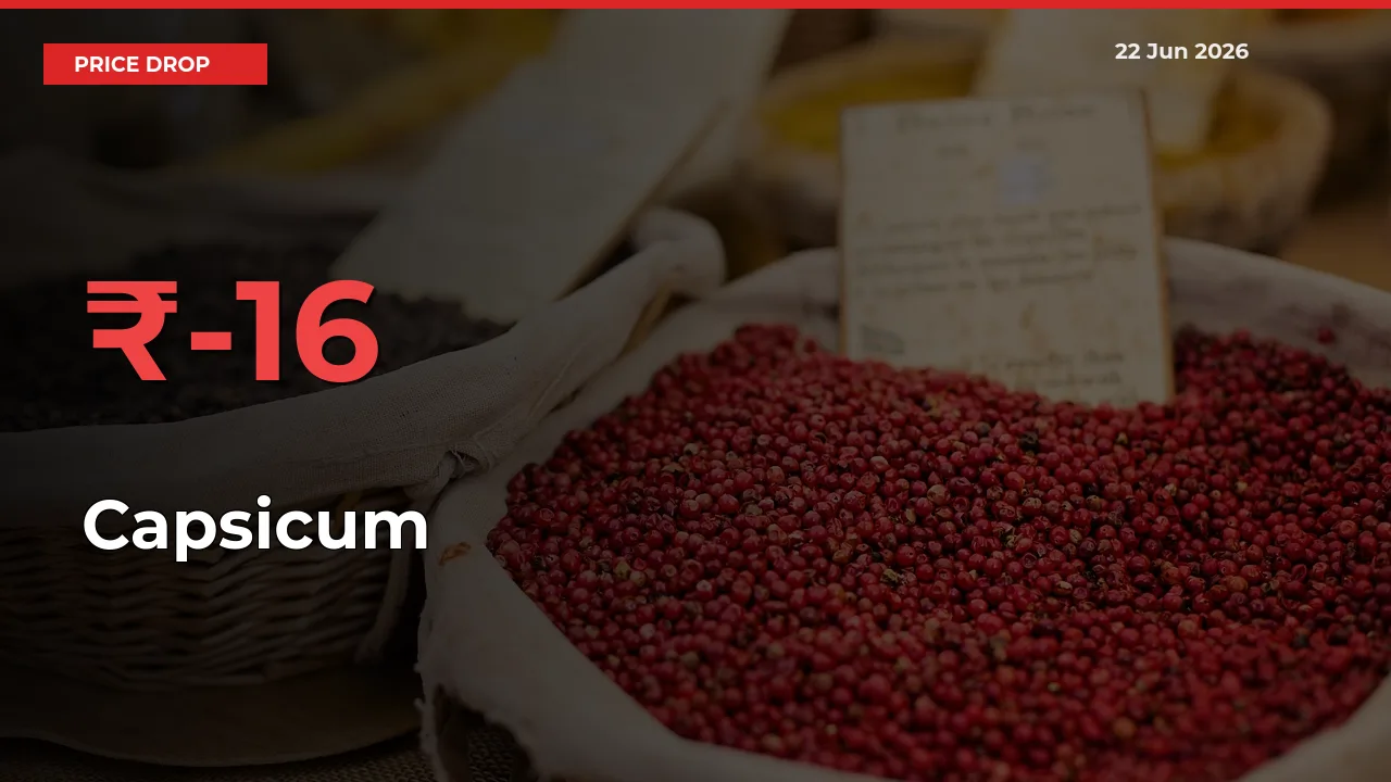 Capsicum Prices Drop 16.24% in 24 Hours at Major Mandis