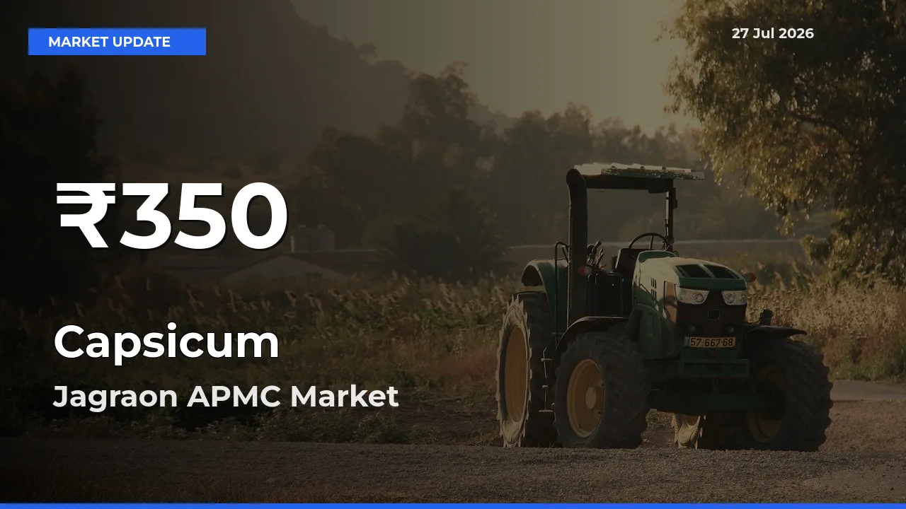 Sharp Fall! Capsicum Prices Drop to 30-Day Low in Jagraon APMC, Ludhiana, Punjab