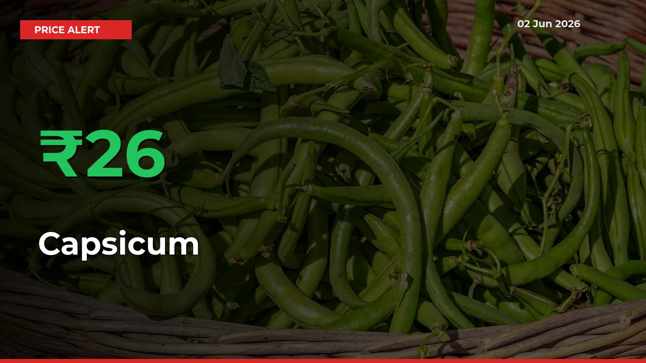 Capsicum Mandi Rate Today: Prices Jump 26.28% at Market