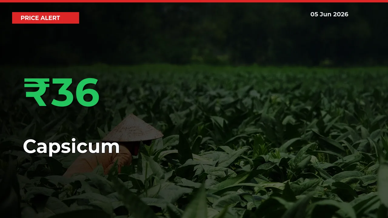 Big Rally! Capsicum Climbs 36.13% in 24 Hours at Top Mandis