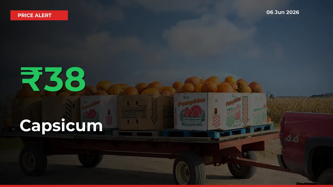 Sudden 38.25% Rally in Capsicum Prices Across Mandis