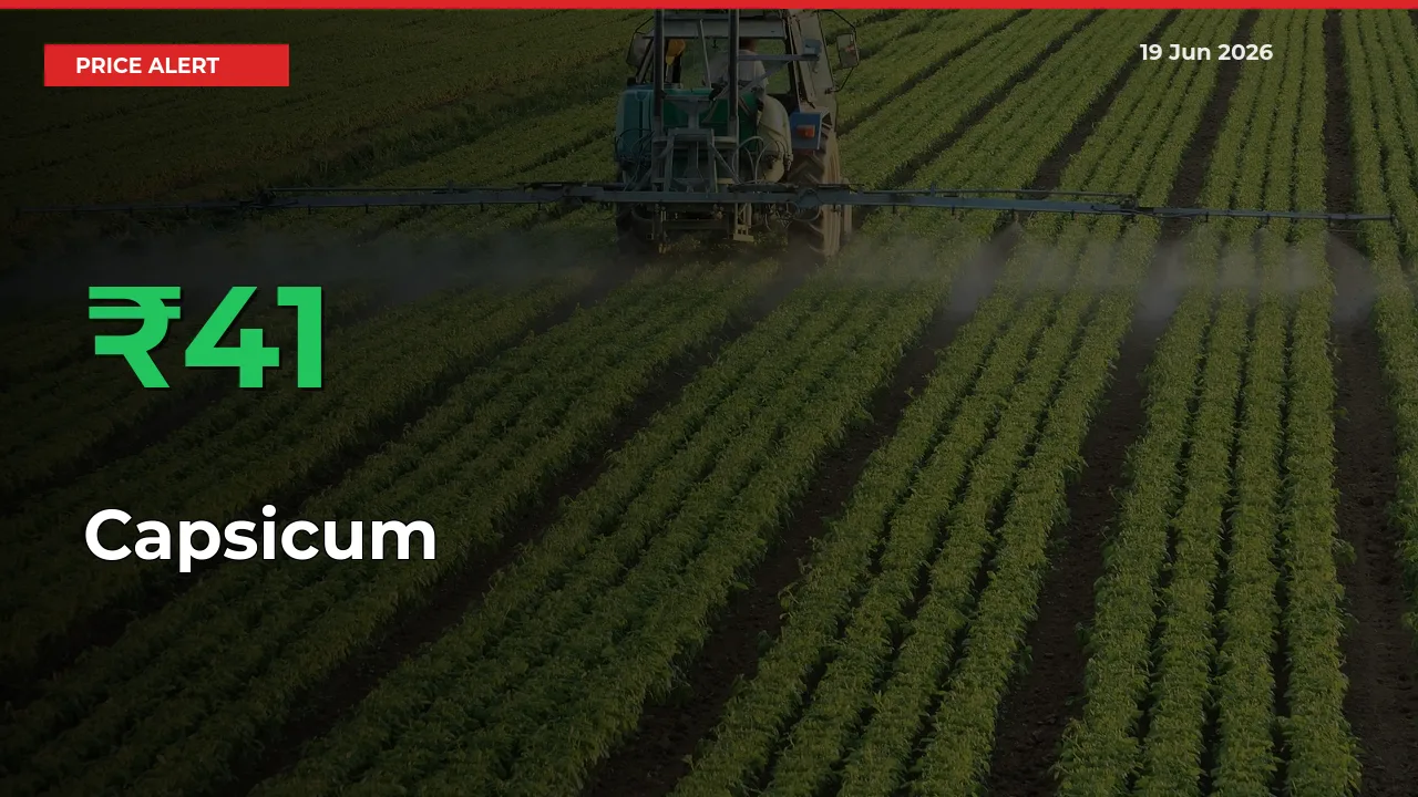 Capsicum Rises 41.44% at Mandis