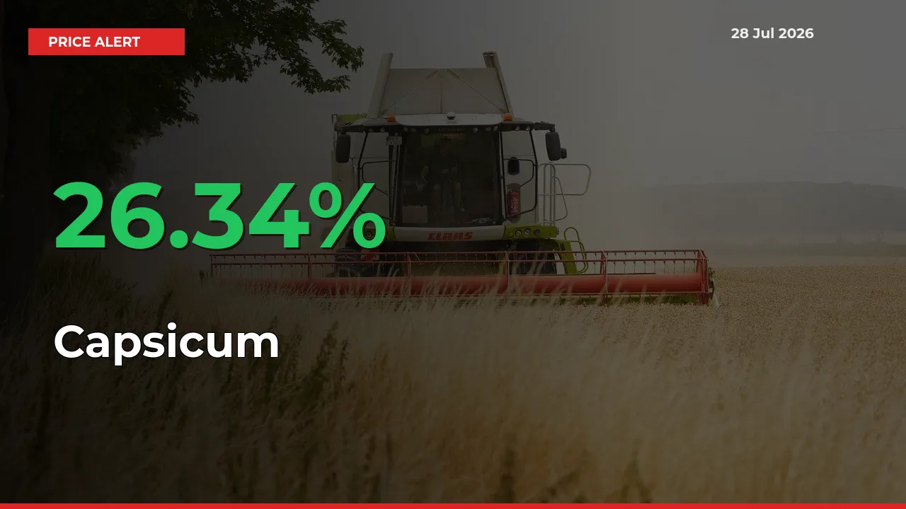 Why Capsicum Prices Rose 26.34% in a Day at Mandis