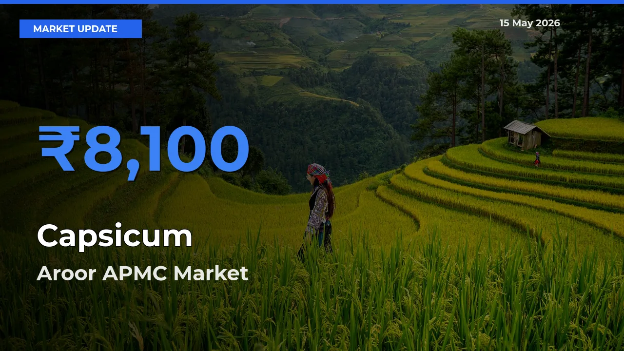 Aroor APMC Leads as Top Mandi for Capsicum Prices