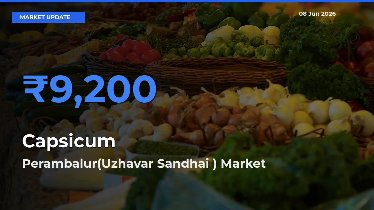 Perambalur(Uzhavar Sandhai ) Tops Capsicum Mandi Rates Today