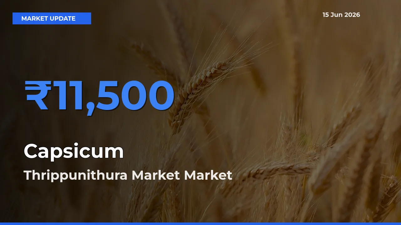 Thrippunithura Market Tops Capsicum Rates – June 15 Market Update