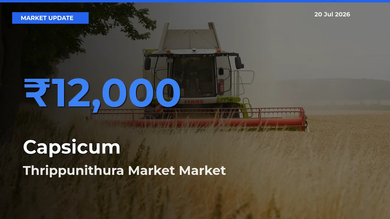 Thrippunithura Market Emerges as Top Mandi for Capsicum Prices Today