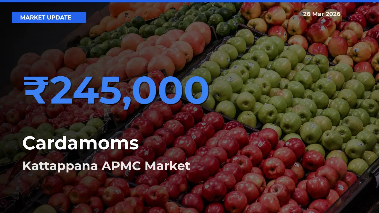 Kattappana APMC Offers ₹245,000 – Highest Cardamoms Rate Today