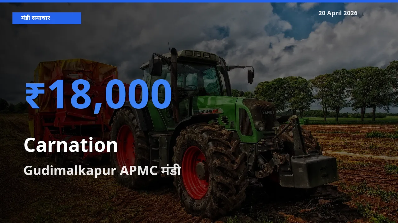 Gudimalkapur APMC में कार्नेशन (सजावटी फूल) का आज सबसे ऊँचा भाव