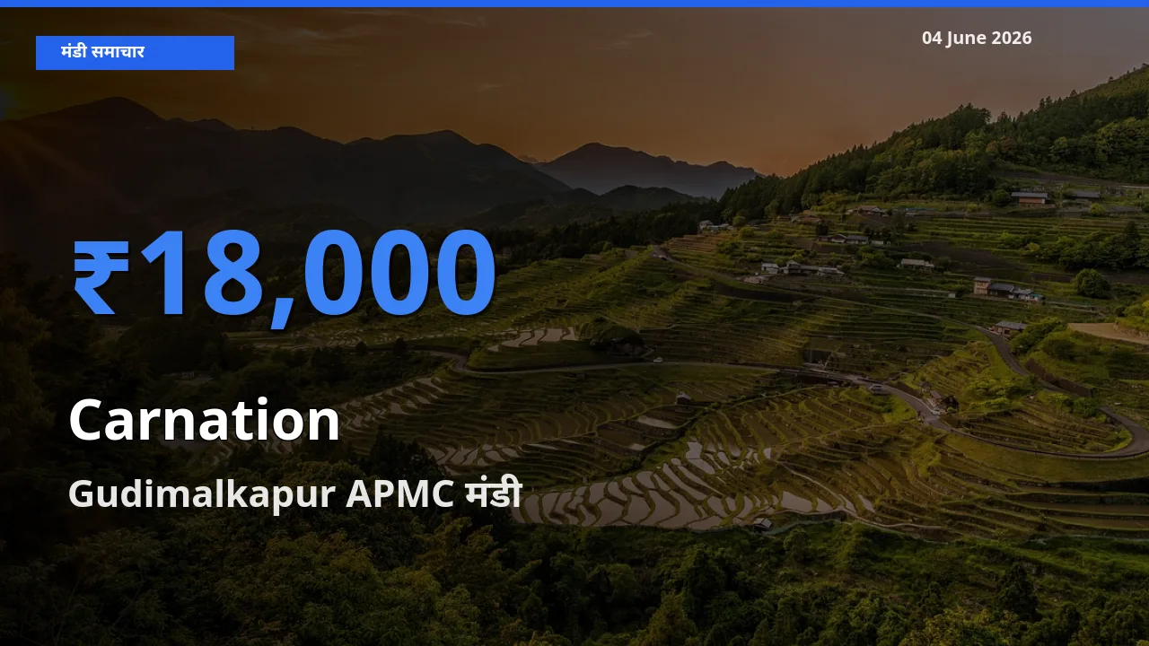 Gudimalkapur APMC मंडी में आज कार्नेशन (सजावटी फूल) के सबसे ऊँचे दाम दर्ज