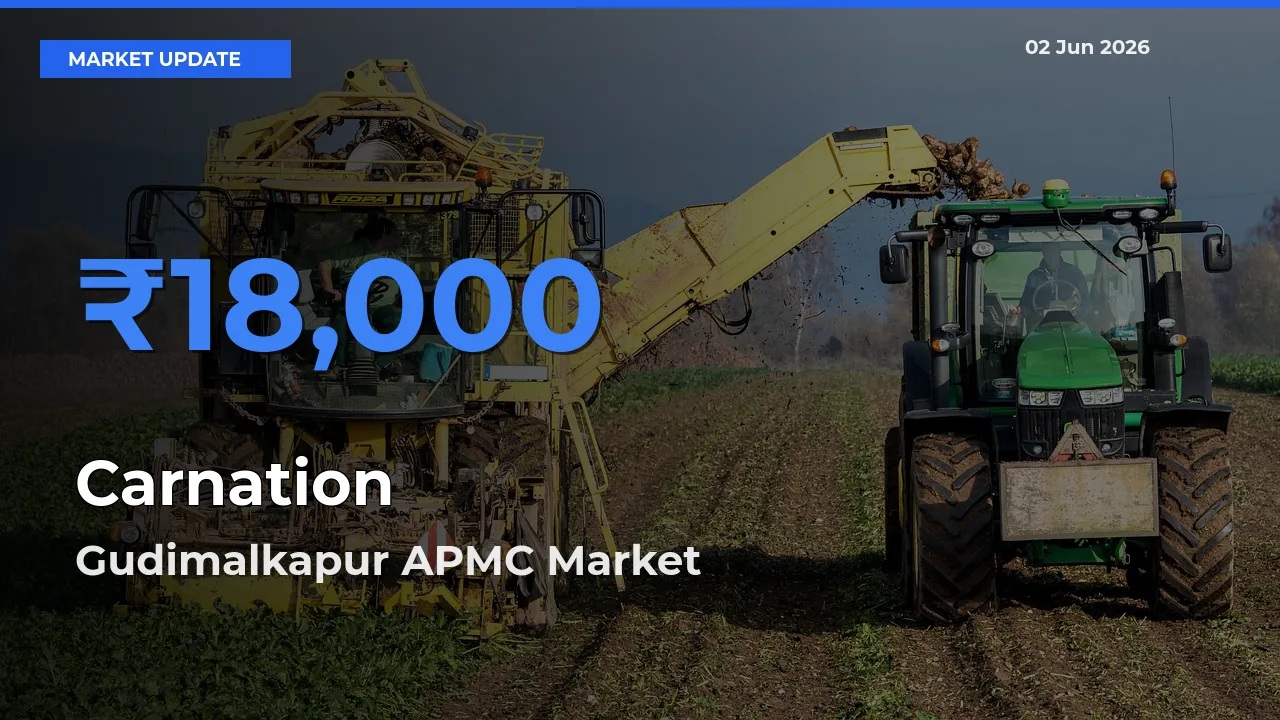 Gudimalkapur APMC Records Highest ₹18,000 Rate for Carnation