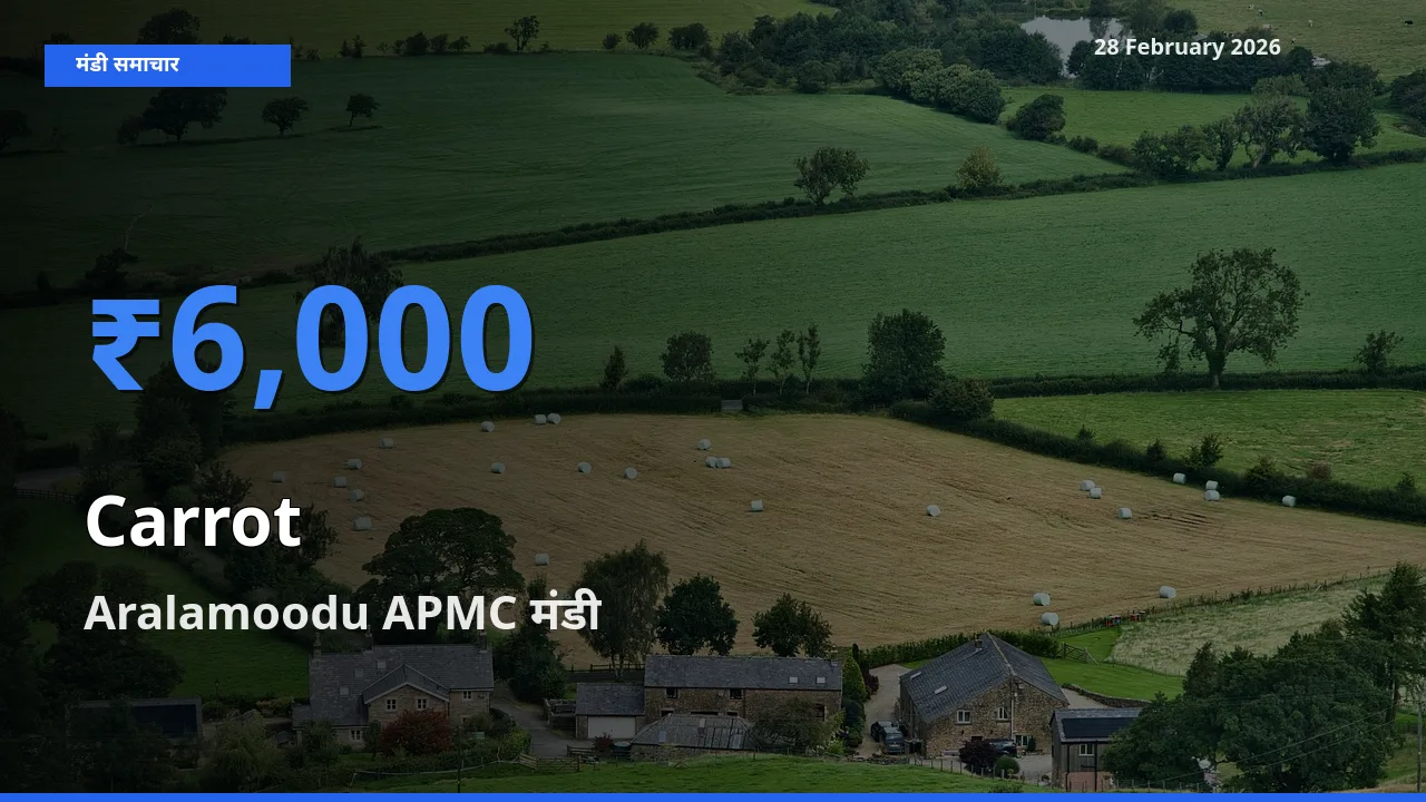 Aralamoodu APMC मंडी में Carrot ₹6,000 पर पहुँचा – आज का सर्वोच्च भाव