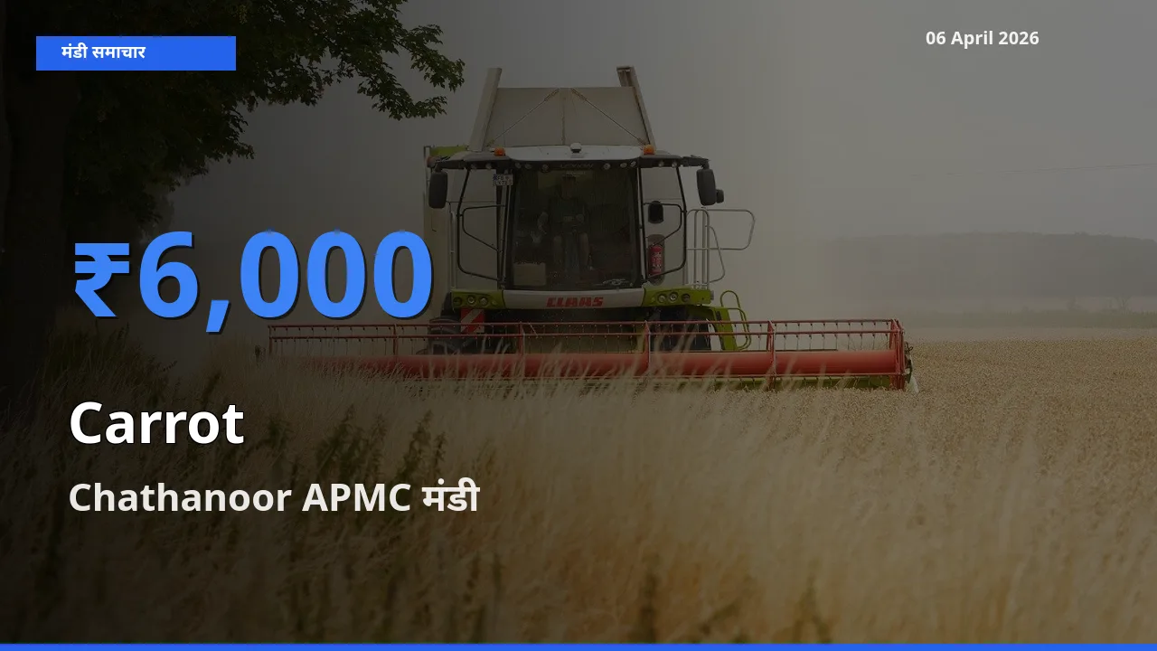 Chathanoor APMC मंडी में गाजर ₹6,000 पर पहुँचा – आज का सर्वोच्च भाव