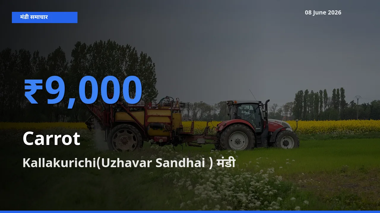 आज का मंडी भाव: गाजर के सबसे ज़्यादा दाम Kallakurichi(Uzhavar Sandhai ) में