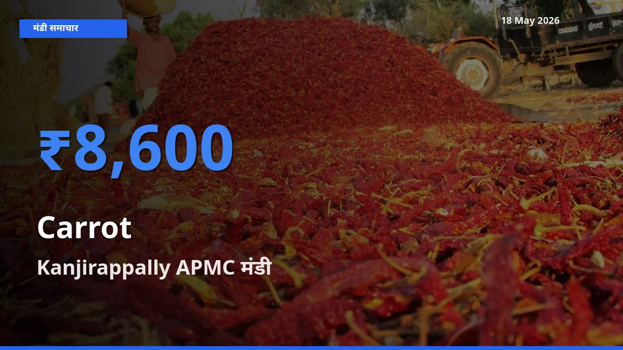 Kanjirappally APMC में गाजर का आज सबसे ऊँचा भाव