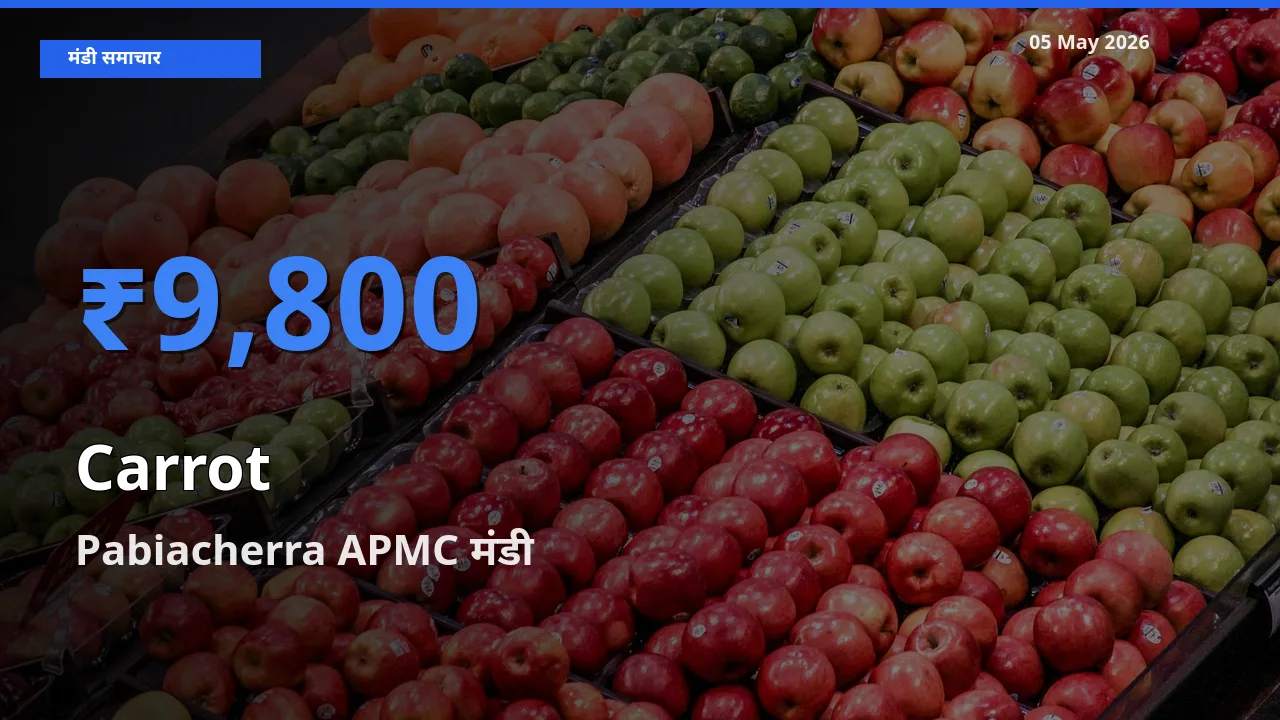 बाज़ार संकेत: Pabiacherra APMC बना गाजर के लिए आज की टॉप मंडी