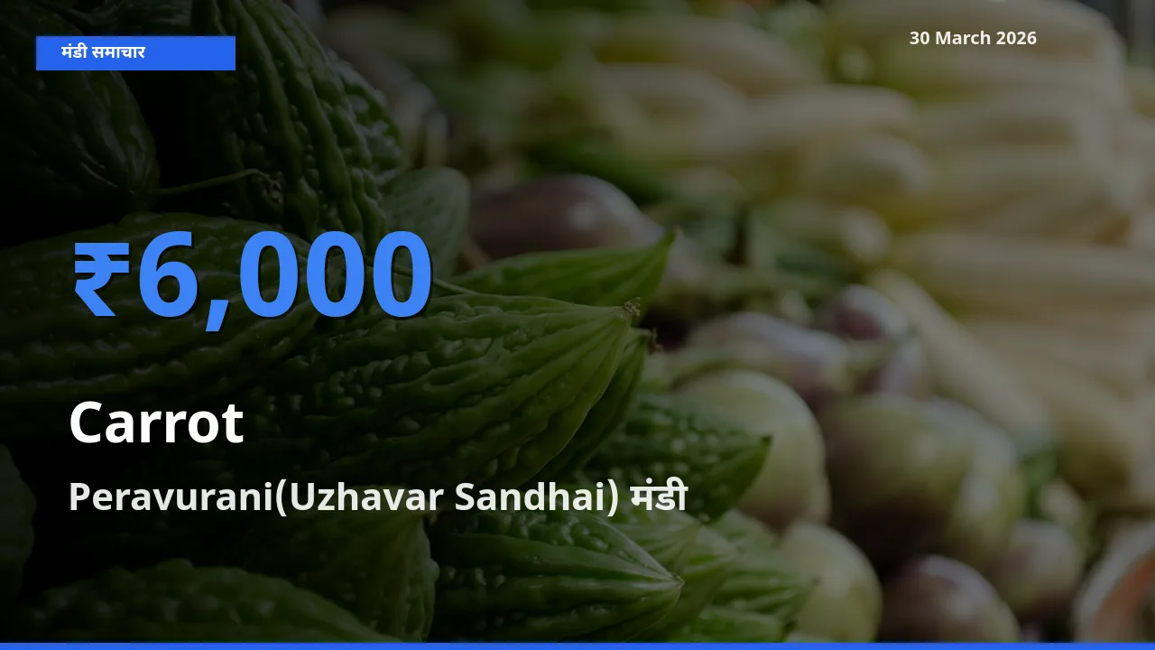 टॉप मंडी बना Peravurani(Uzhavar Sandhai)! गाजर के सबसे ऊँचे दाम यहीं दर्ज