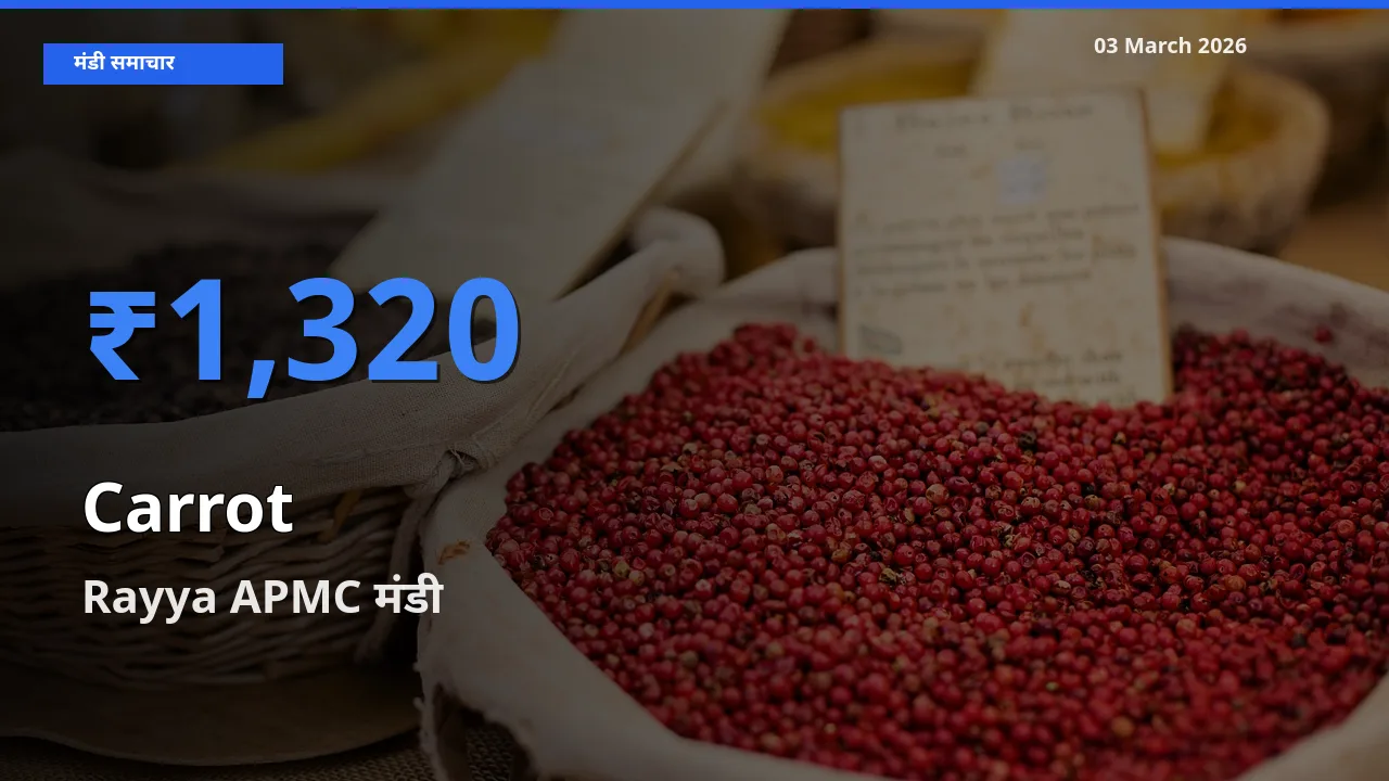 टॉप मंडी बना Rayya APMC! गाजर के सबसे ऊँचे दाम यहीं दर्ज
