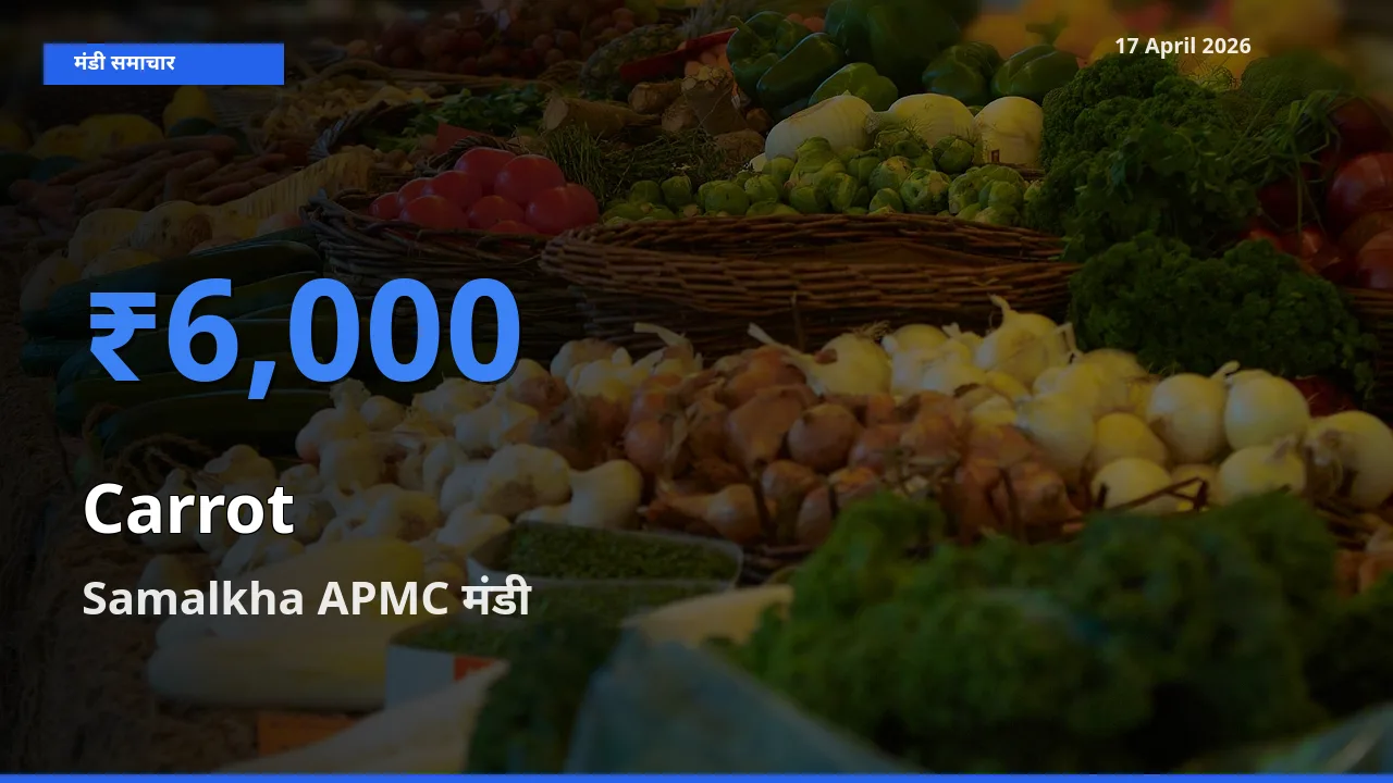 17 April अपडेट: गाजर के सबसे ऊँचे दाम Samalkha APMC मंडी में