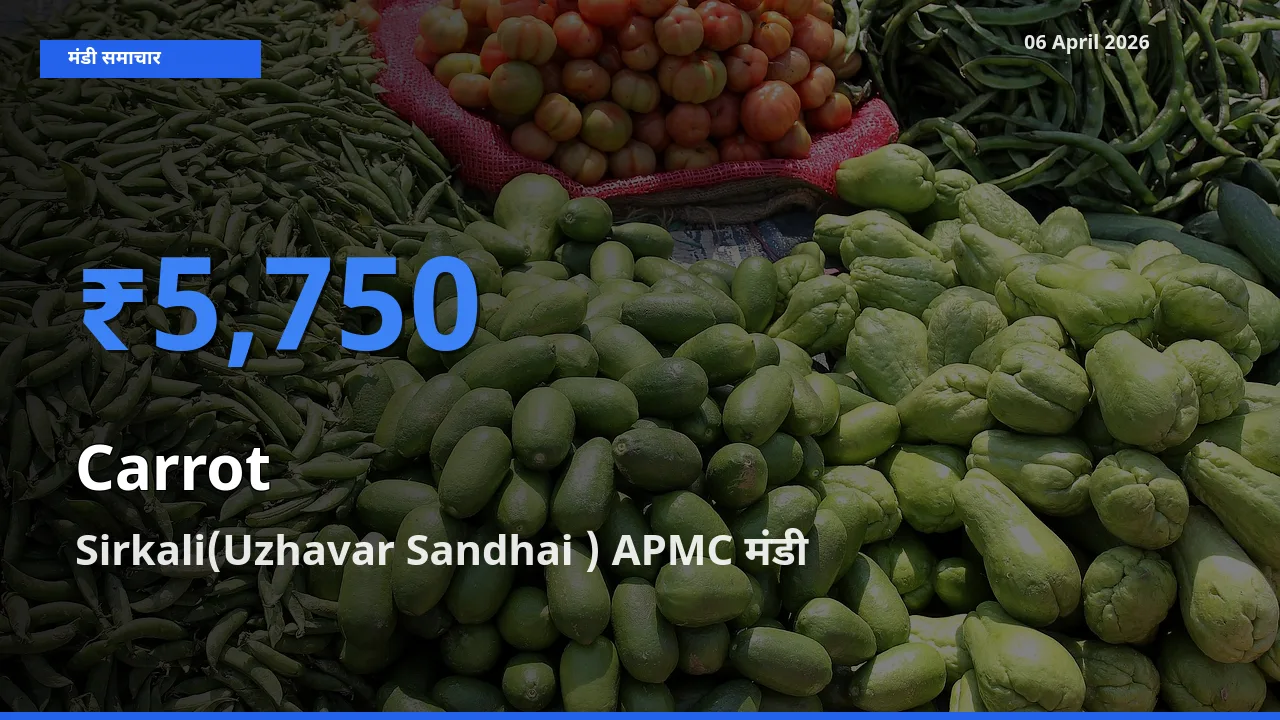 टॉप मंडी बना Sirkali(Uzhavar Sandhai ) APMC! गाजर के सबसे ऊँचे दाम यहीं दर्ज