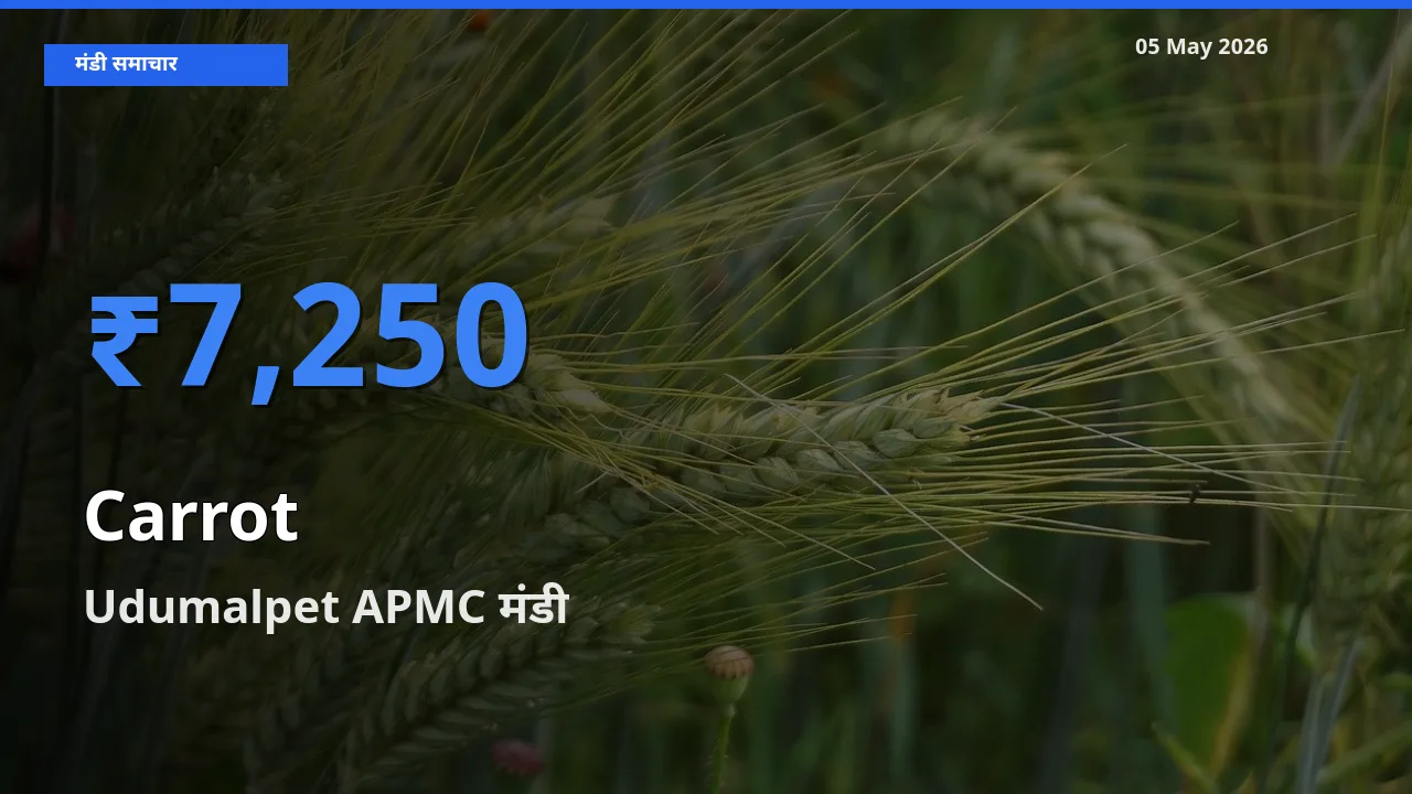 आज का मंडी भाव: गाजर के सबसे ज़्यादा दाम Udumalpet APMC में