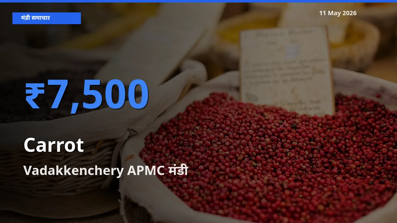 किसानों की पसंद बना Vadakkenchery APMC, गाजर के सबसे अच्छे दाम