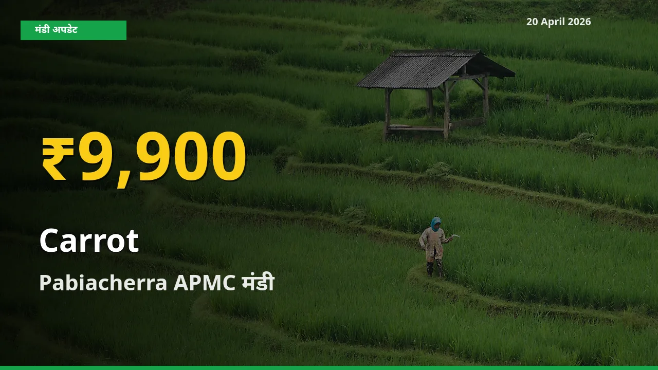 20 April अपडेट: Pabiacherra APMC में गाजर के दाम रिकॉर्ड स्तर पर