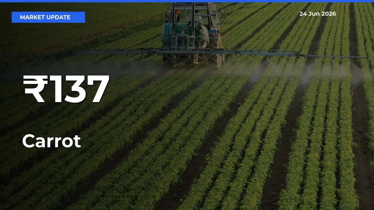 Carrot Prices Gain Momentum Across 137+ Mandis – Market Trend Strengthens