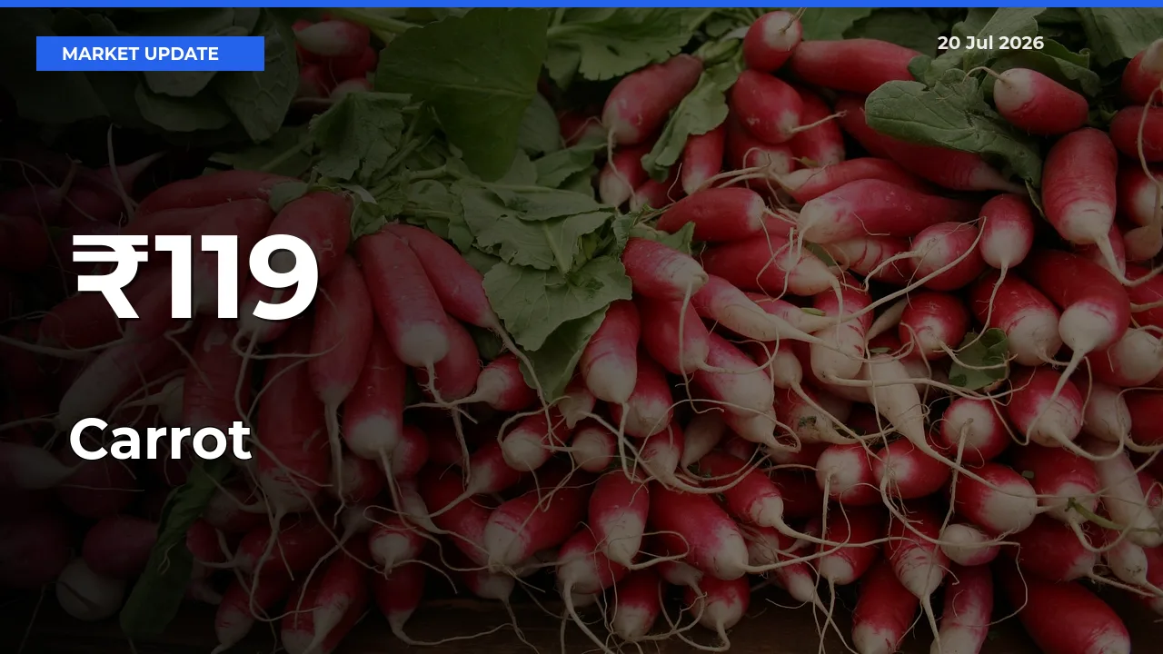 Carrot Prices Gain Momentum Across 119+ Mandis – Market Trend Strengthens