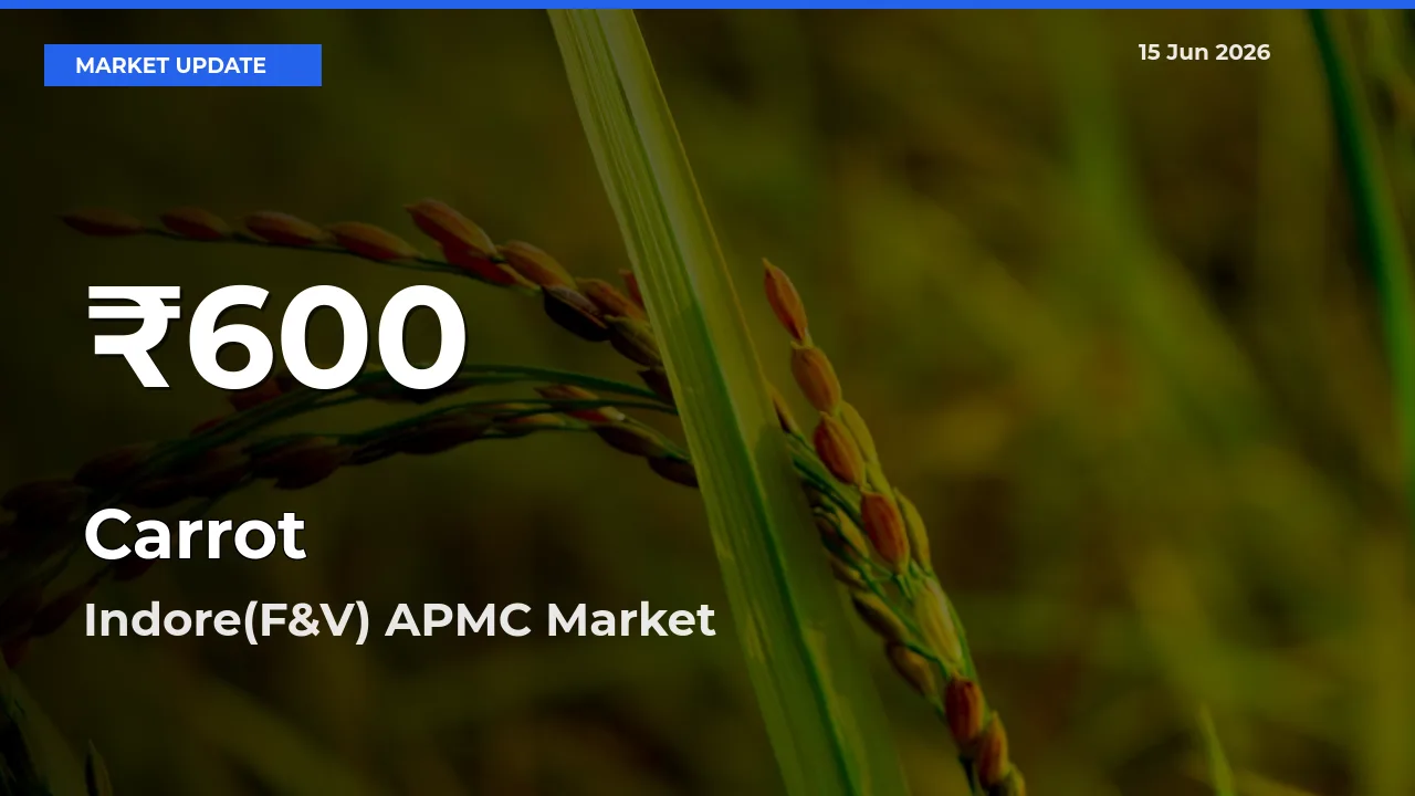 Why Carrot Prices Slumped in Indore(F&V) APMC – 30-Day Low Today