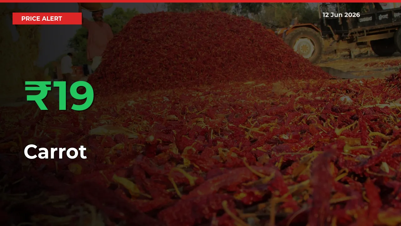 Sudden 18.55% Rally in Carrot Prices Across Mandis