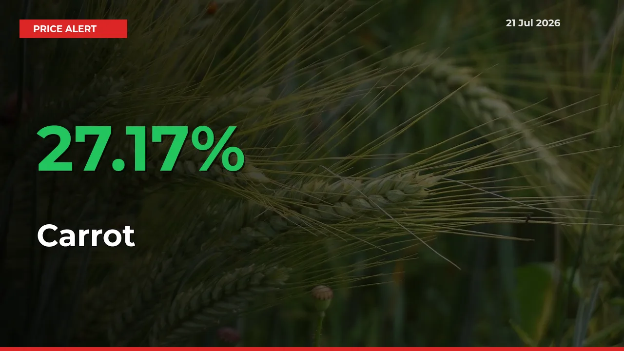 Big Rally! Carrot Climbs 27.17% in 24 Hours at Top Mandis