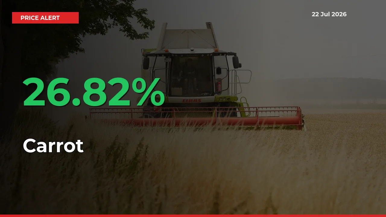 Why Carrot Prices Rose 26.82% in a Day at Mandis