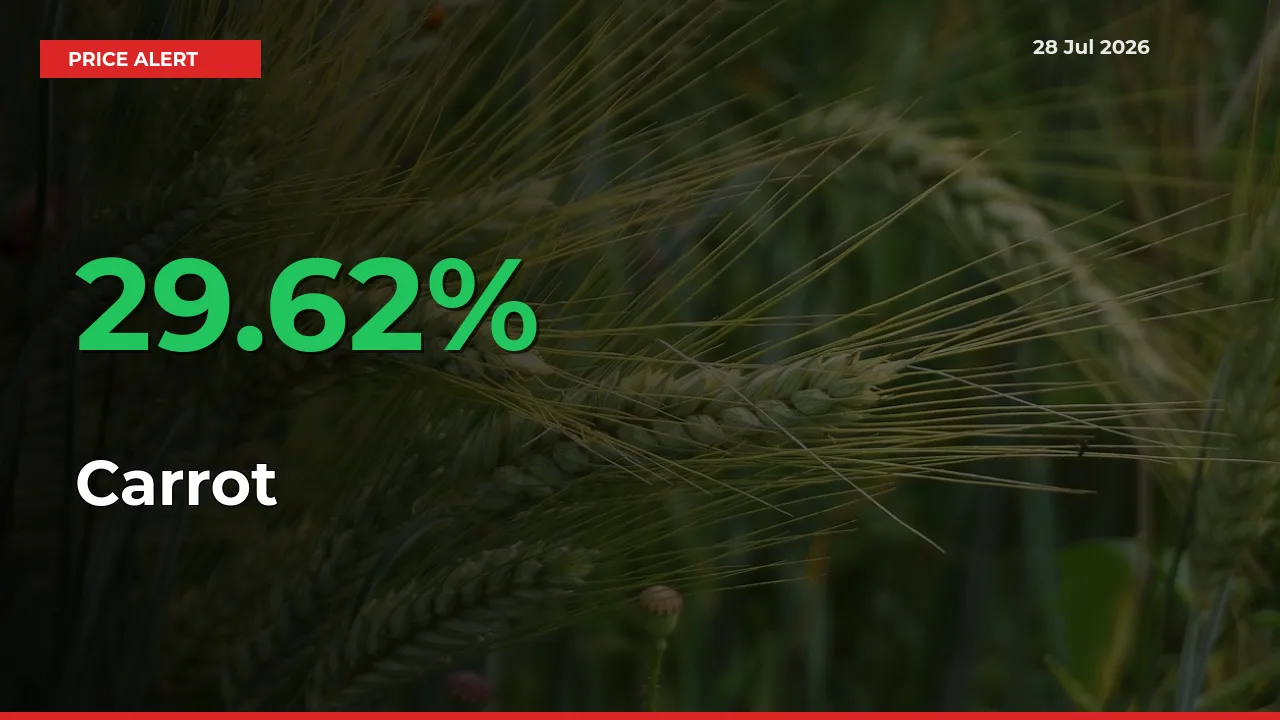 Sharp Jump! Carrot Prices Climb 29.62% in 24 Hours at Key Mandis