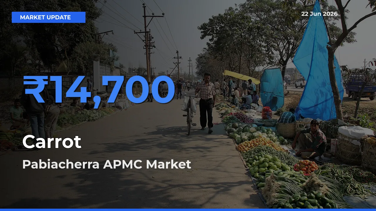 Pabiacherra APMC Leads as Top Mandi for Carrot Prices