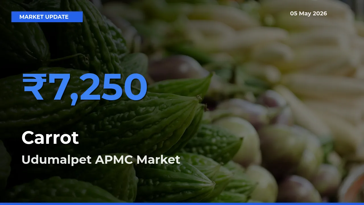 Carrot Mandi Rate Today: Udumalpet APMC Tops the List