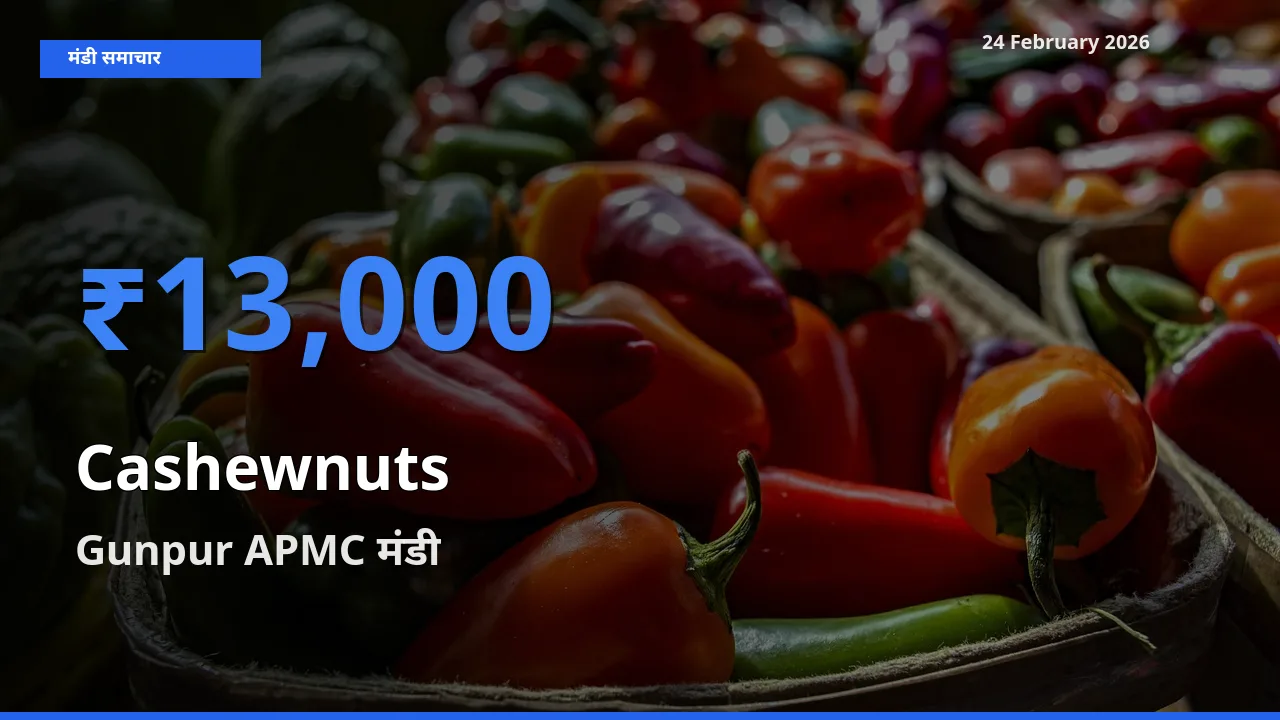 Gunpur APMC मंडी में Cashewnuts ₹13,000 पर पहुँचा – आज का सर्वोच्च भाव