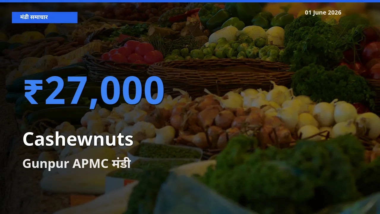 Gunpur APMC मंडी में काजू ₹27,000 पर पहुँचा – आज का सर्वोच्च भाव