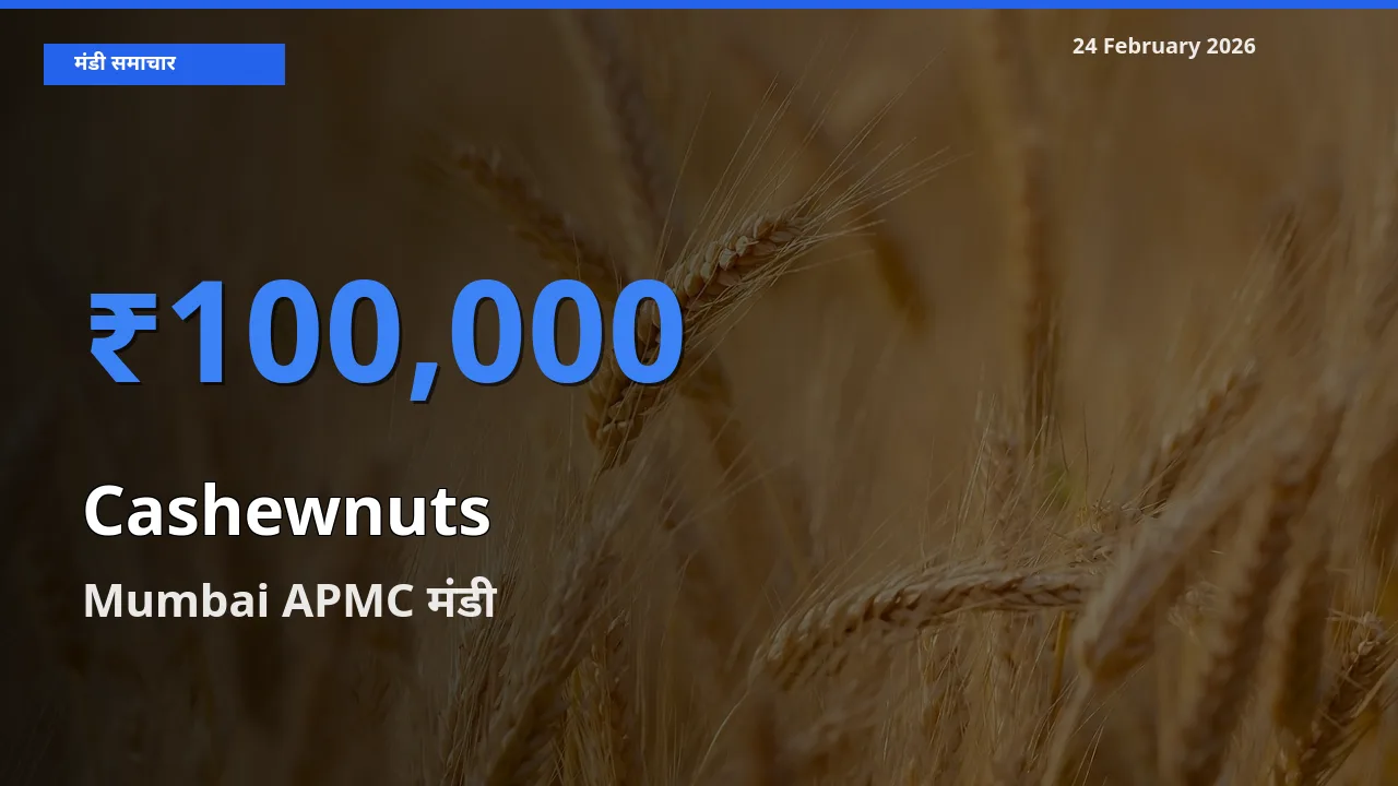 आज का मंडी भाव: Cashewnuts के सबसे ज़्यादा दाम Mumbai APMC में
