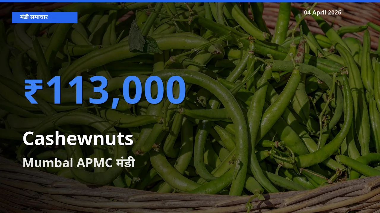 Mumbai APMC में काजू का आज सबसे ऊँचा भाव