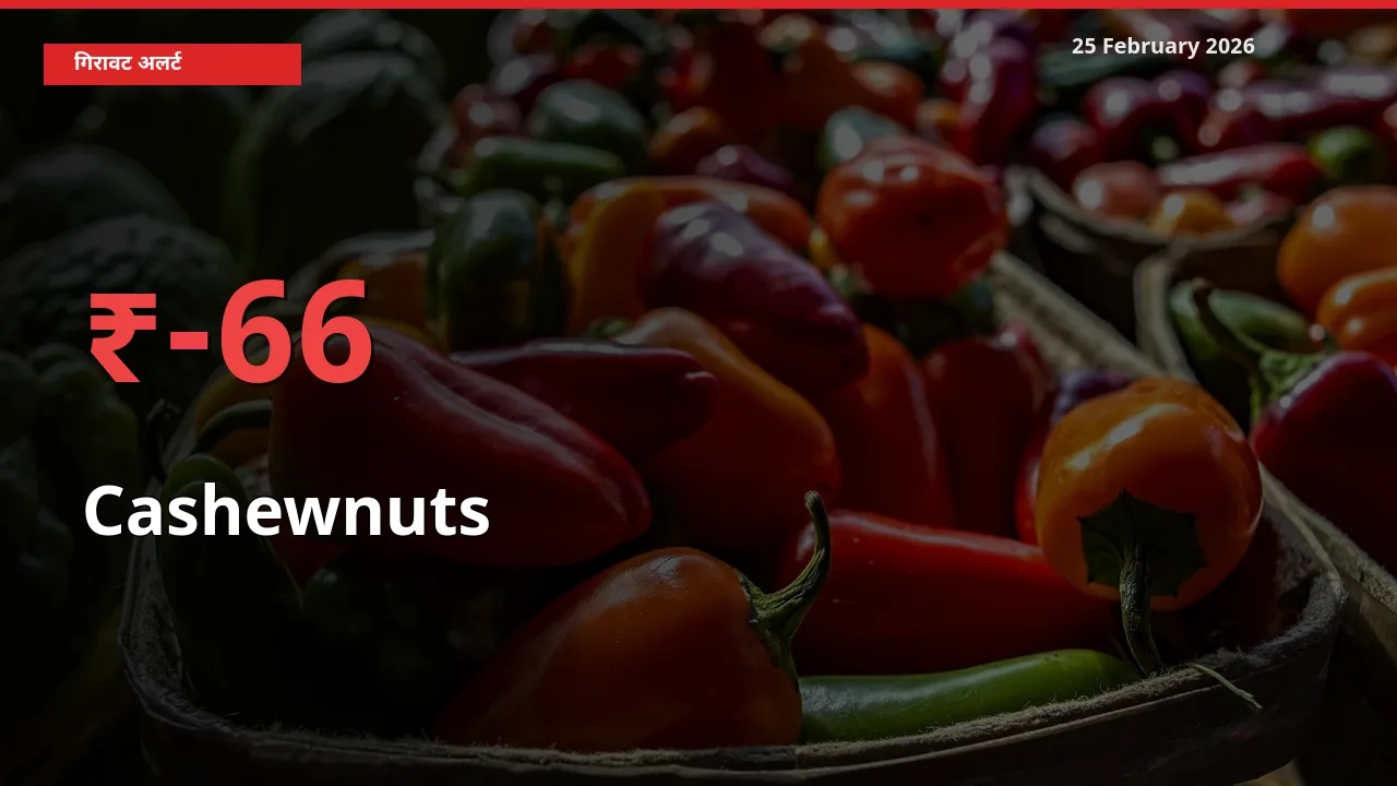 किसानों की चिंता बढ़ी! स्थानीय मंडी में Cashewnuts 65.85% गिरा